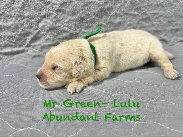 Golden Retriever Puppies media 12