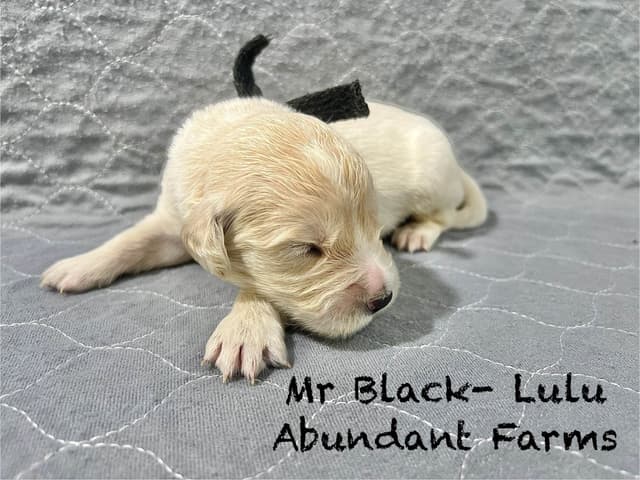 Golden Retriever Puppies media 17