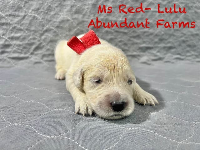 Golden Retriever Puppies media 8