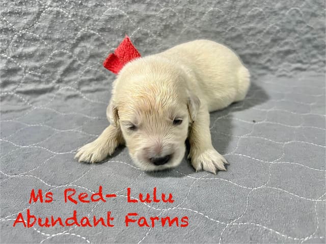 Golden Retriever Puppies media 9