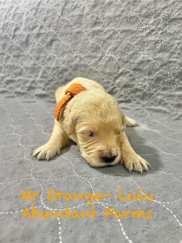 Golden Retriever Puppies media 5