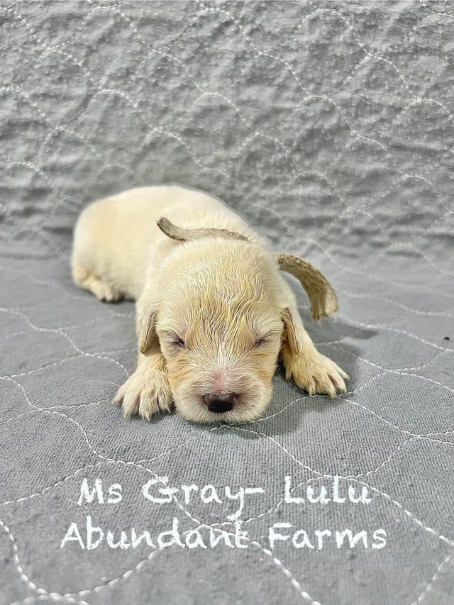 Golden Retriever Puppies media 11