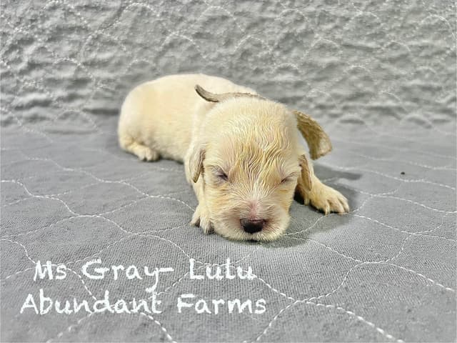 Golden Retriever Puppies media 10