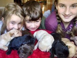 AKC Labrador Retriever Puppies breeder image 1