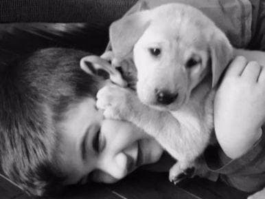 AKC Labrador Retriever Puppies breeder image 2