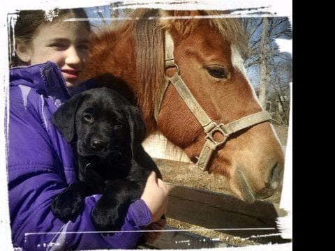 AKC Labrador Retriever Puppies breeder image 3