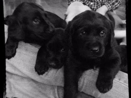 AKC Labrador Retriever Puppies breeder image 4