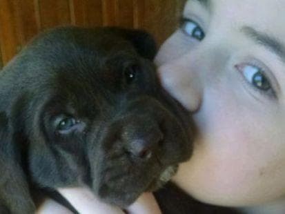 AKC Labrador Retriever Puppies breeder image 5