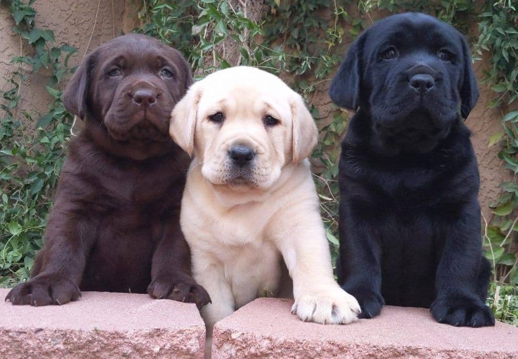 AKC Labrador Retriever Puppies breeder image 6