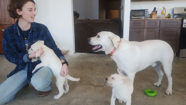 AKC Labrador Retriever Puppies media 3