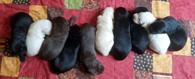 AKC Labrador Retriever Puppies media 4