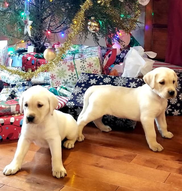 AKC Labrador Retriever Puppies media 5