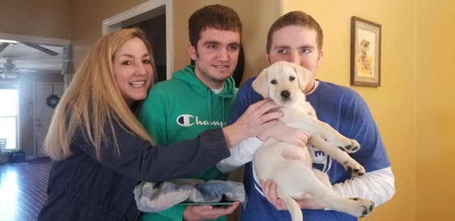 AKC Labrador Retriever Puppies media 6