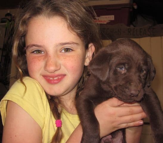 AKC Labrador Retriever Puppies media 7
