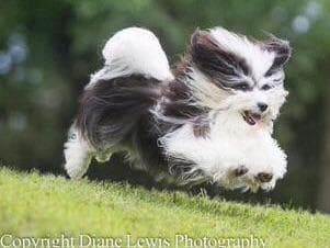 Havanese Puppies breeder image 2
