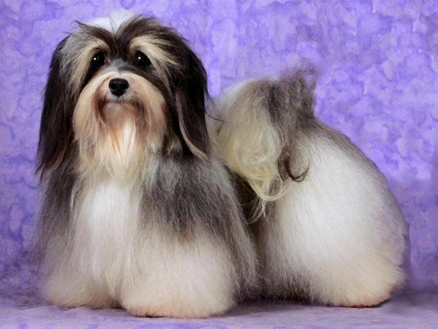 Havanese Puppies breeder image 3