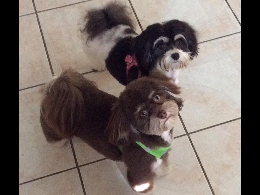 Havanese Puppies breeder image 4