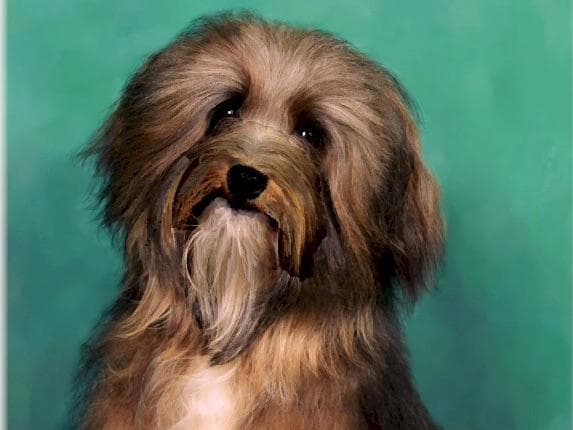 Havanese Puppies breeder image 5