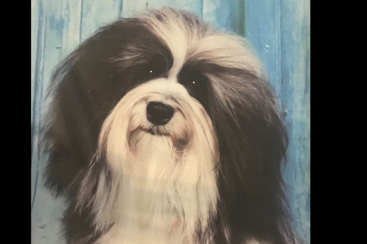 Havanese Puppies breeder image 6