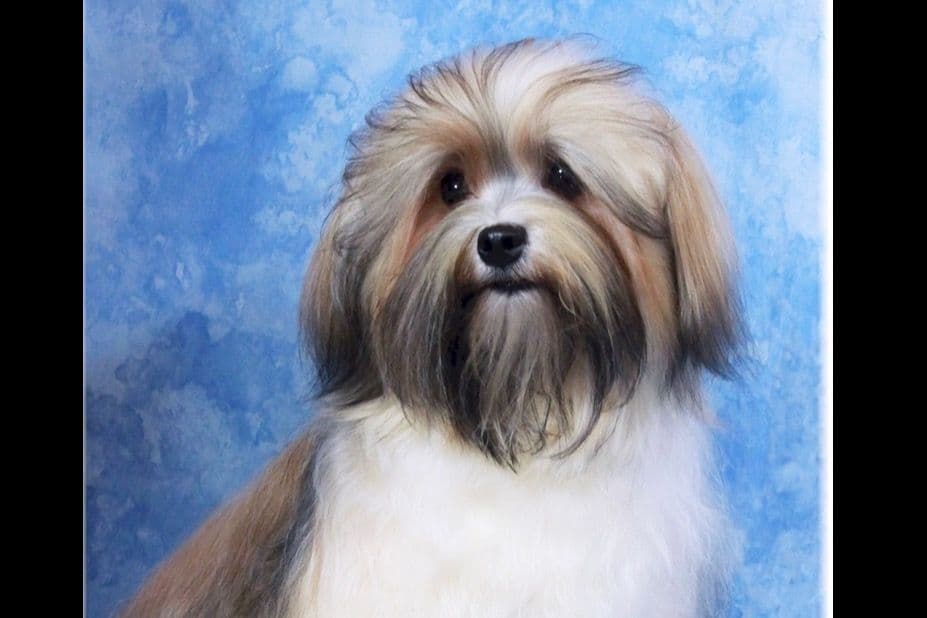 Havanese Puppies breeder image 7