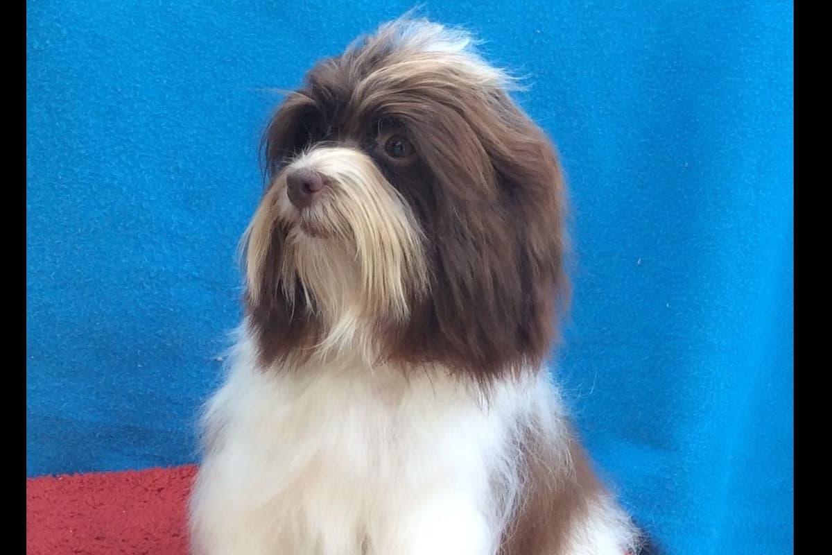 Havanese Puppies breeder image 8