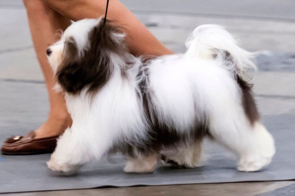 Havanese Puppies breeder image 11