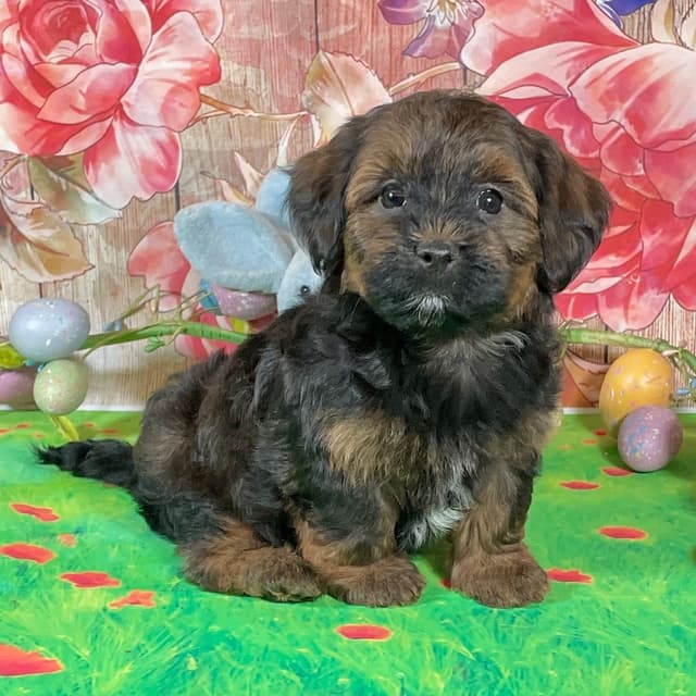 AKC CHAMPION PARENTS, OFA/CHIC health tested. media 2