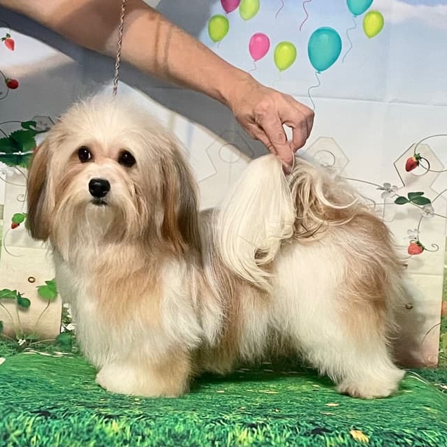 AKC CHAMPION PARENTS, OFA/CHIC health tested. media 8