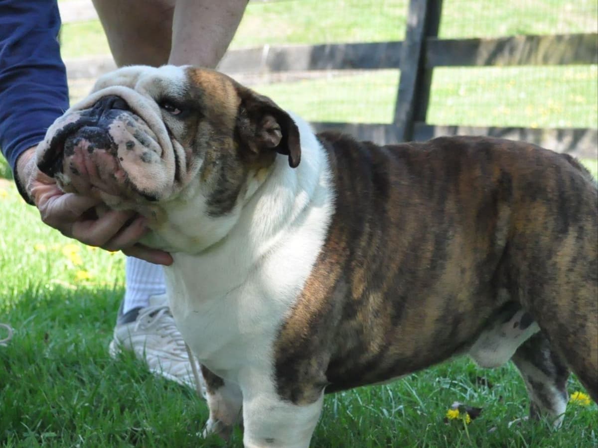 Bulldog Puppies breeder image 1