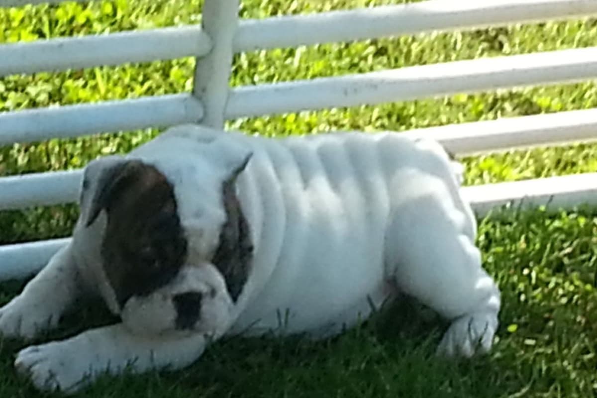Bulldog Puppies breeder image 2