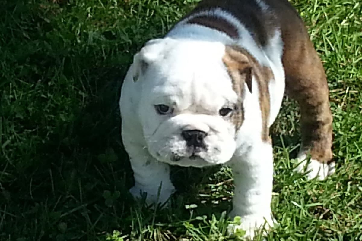 Bulldog Puppies breeder image 3