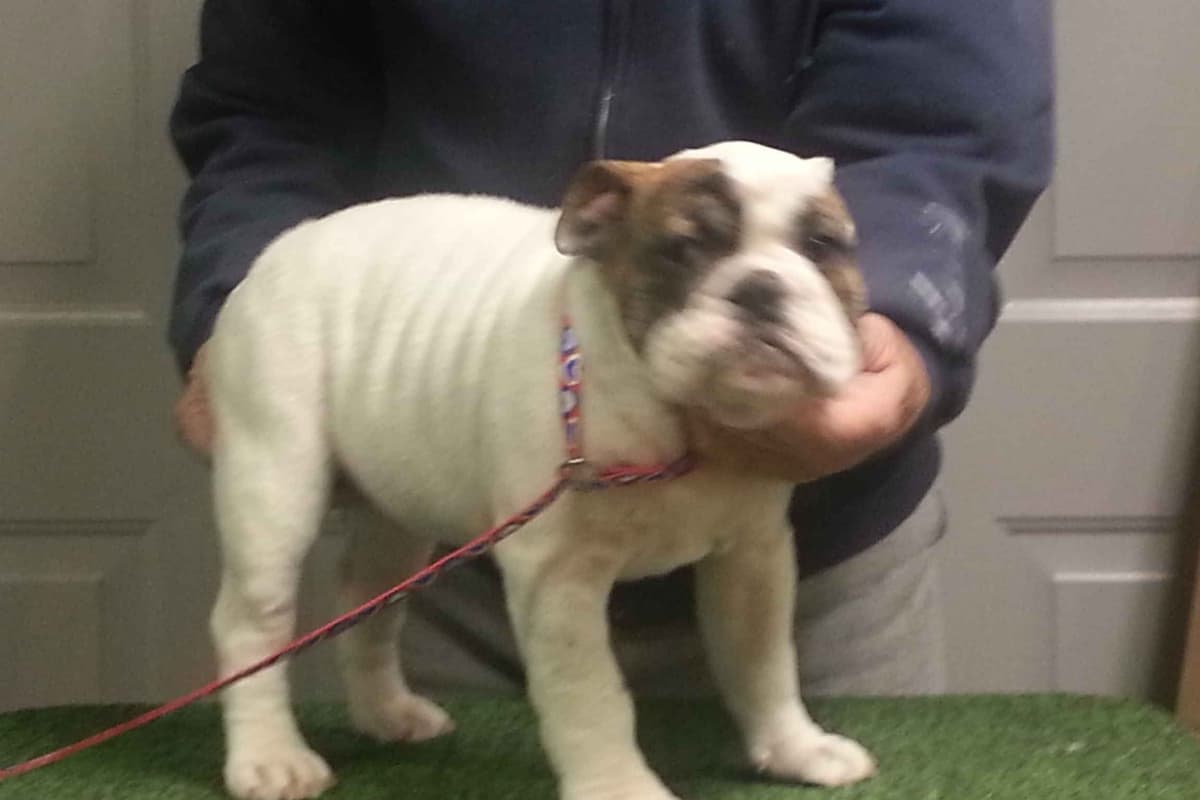 Bulldog Puppies breeder image 4