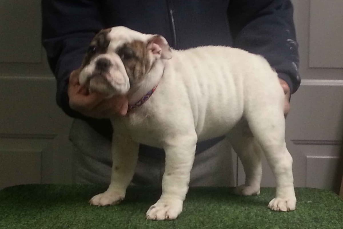 Bulldog Puppies breeder image 5