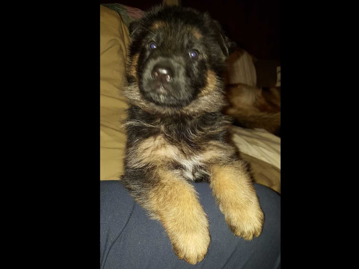 Cardigan Welsh Corgi Puppies breeder image 9
