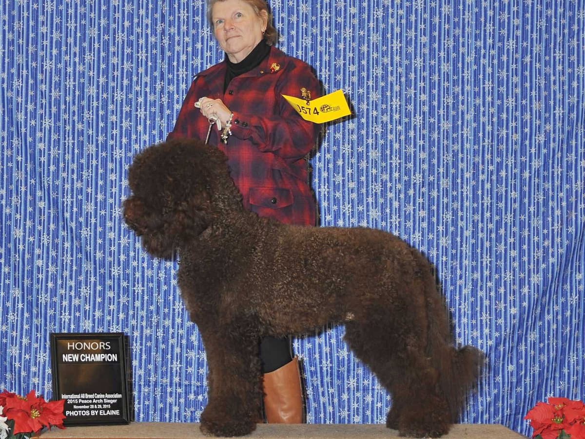 Barbet Puppies  AKC Championship pedigree breeder image 1