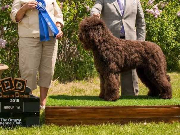 Barbet Puppies  AKC Championship pedigree breeder image 2