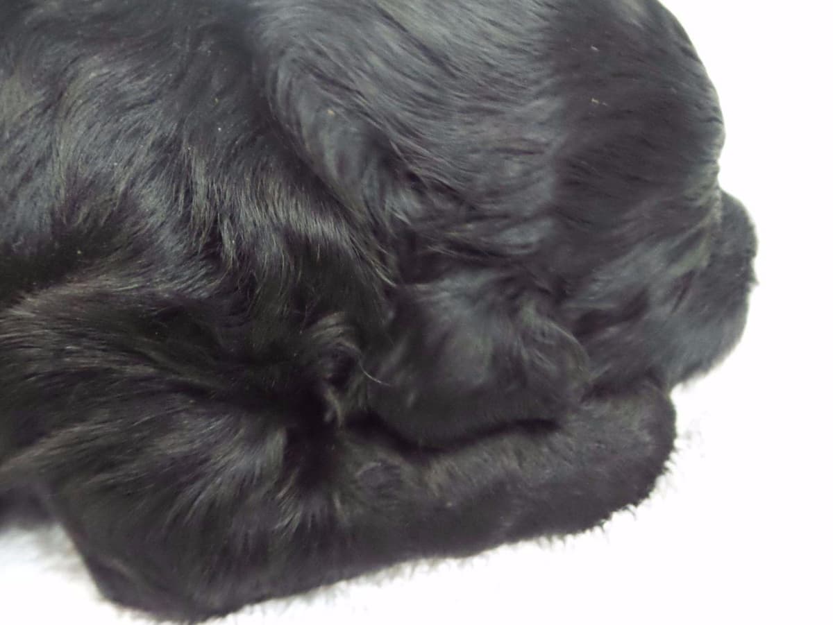 Barbet Puppies  AKC Championship pedigree breeder image 3