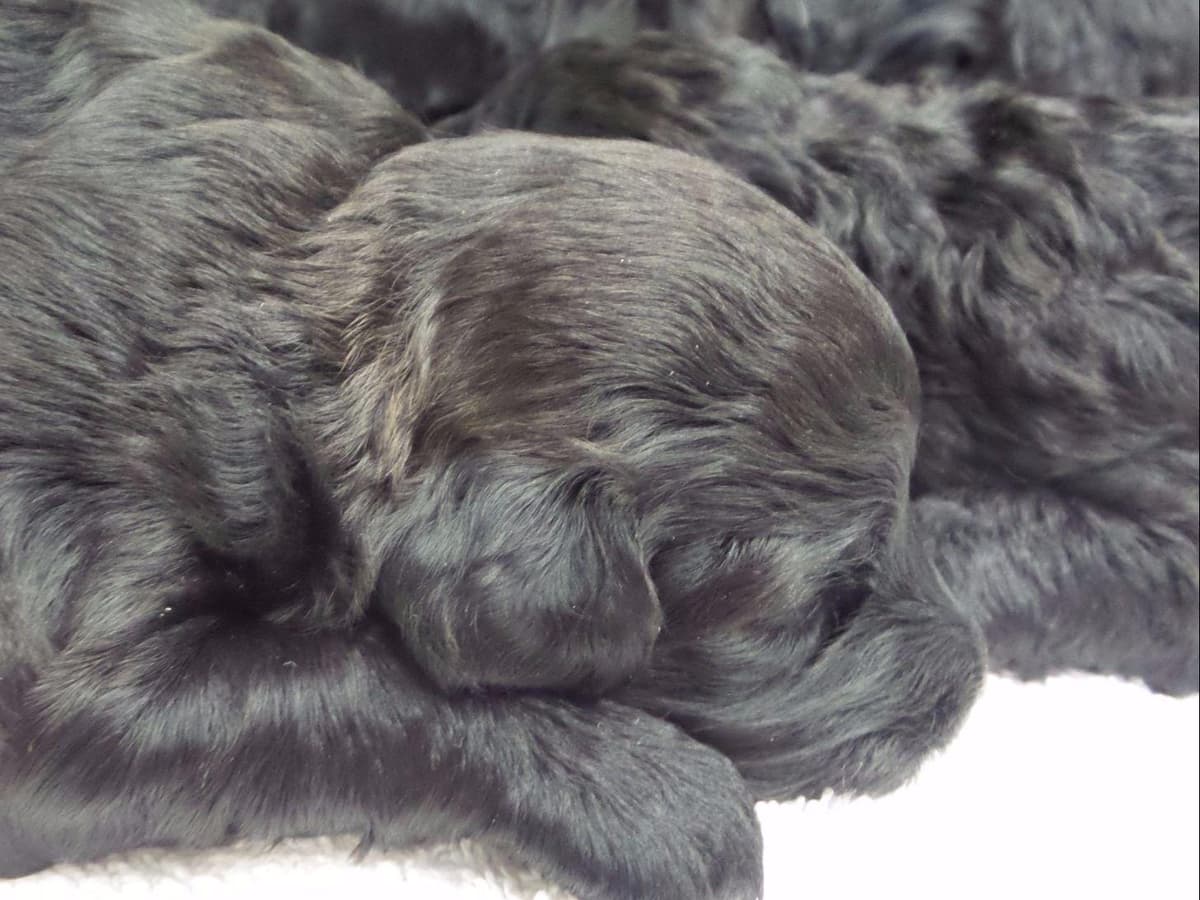 Barbet Puppies  AKC Championship pedigree breeder image 4