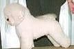 Barbet Puppies  AKC Championship pedigree breeder image 6