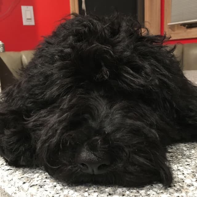 Barbet Puppies  AKC Championship pedigree media 2