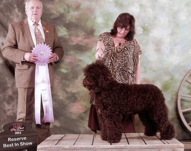 Barbet Puppies  AKC Championship pedigree media 3