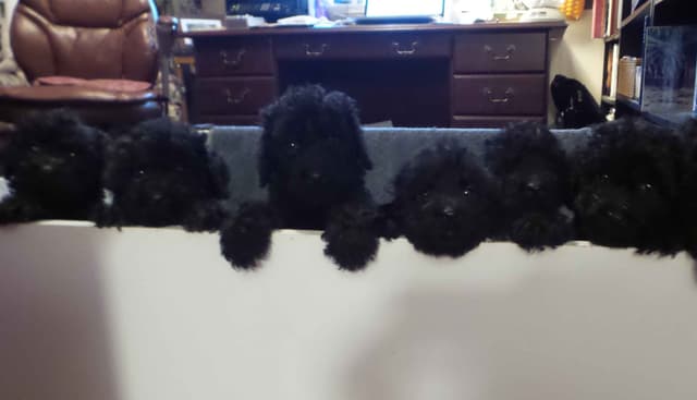 Barbet Puppies  AKC Championship pedigree media 4