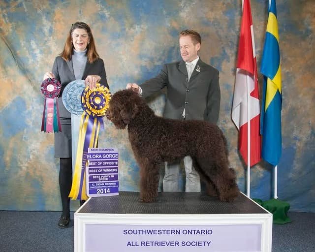 Barbet Puppies  AKC Championship pedigree media 5