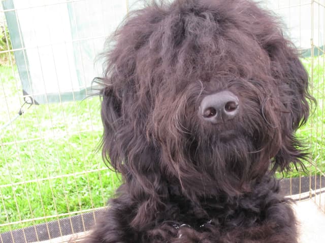 Barbet Puppies  AKC Championship pedigree media 7