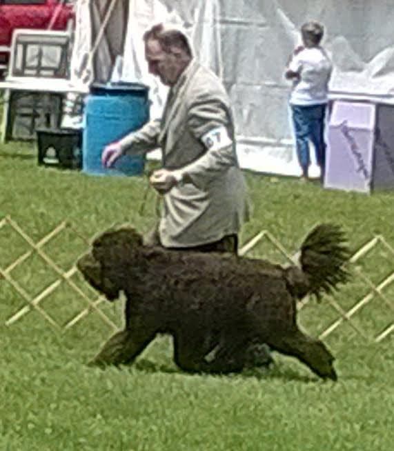 Barbet Puppies  AKC Championship pedigree media 8