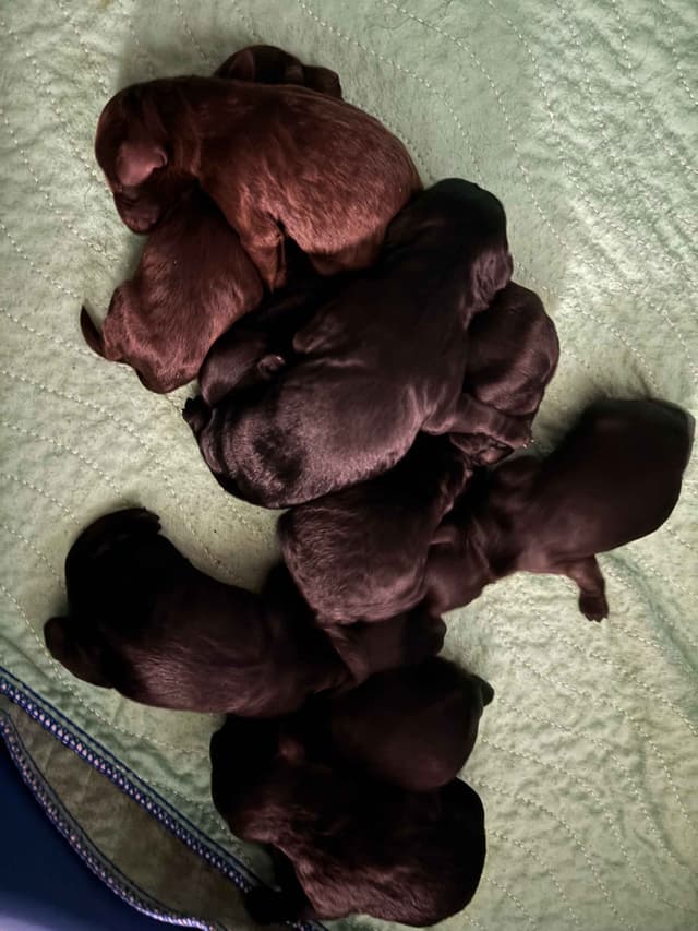 Barbet Puppies  AKC Championship pedigree media 9