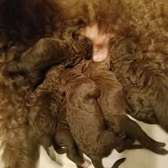 Barbet Puppies  AKC Championship pedigree media 10