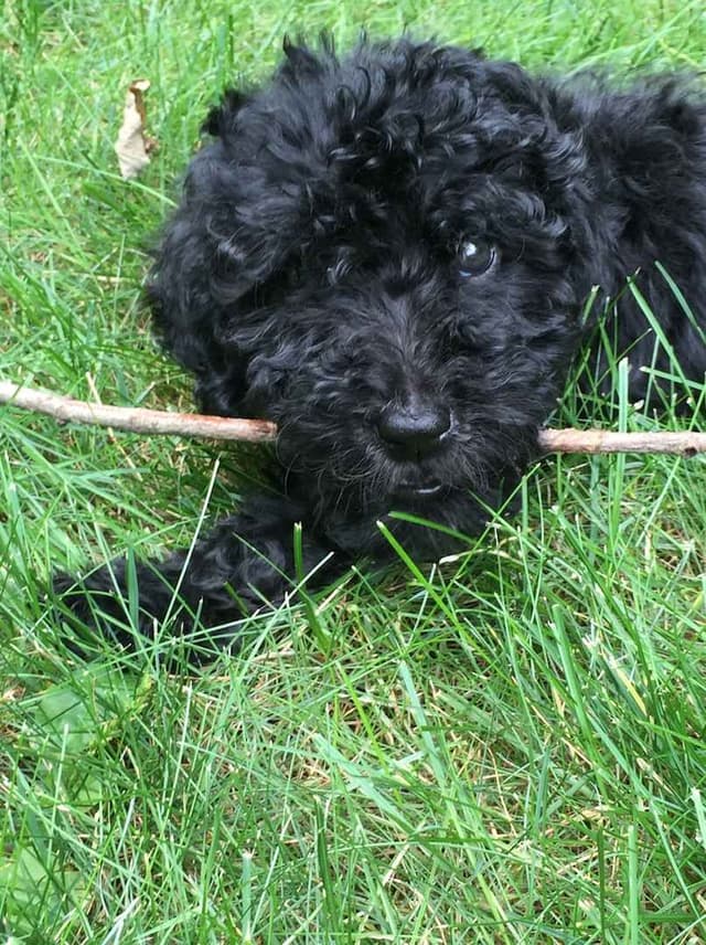 Barbet Puppies  AKC Championship pedigree media 11