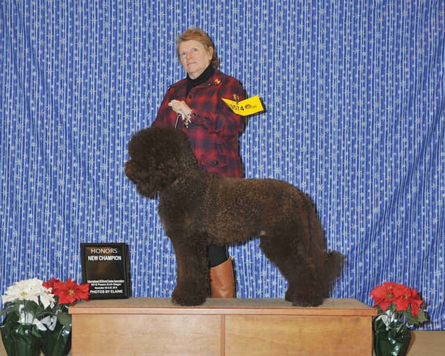 Champion Pedigree Barbet Puppies media 3