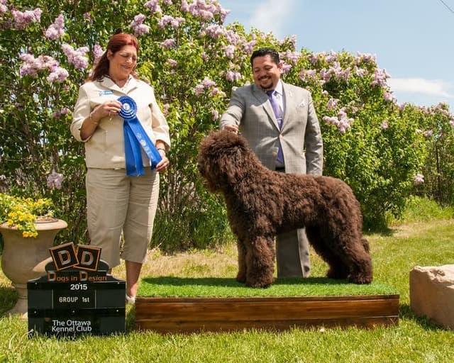 Champion Pedigree Barbet Puppies media 4